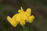 Bird's-foot trefoil